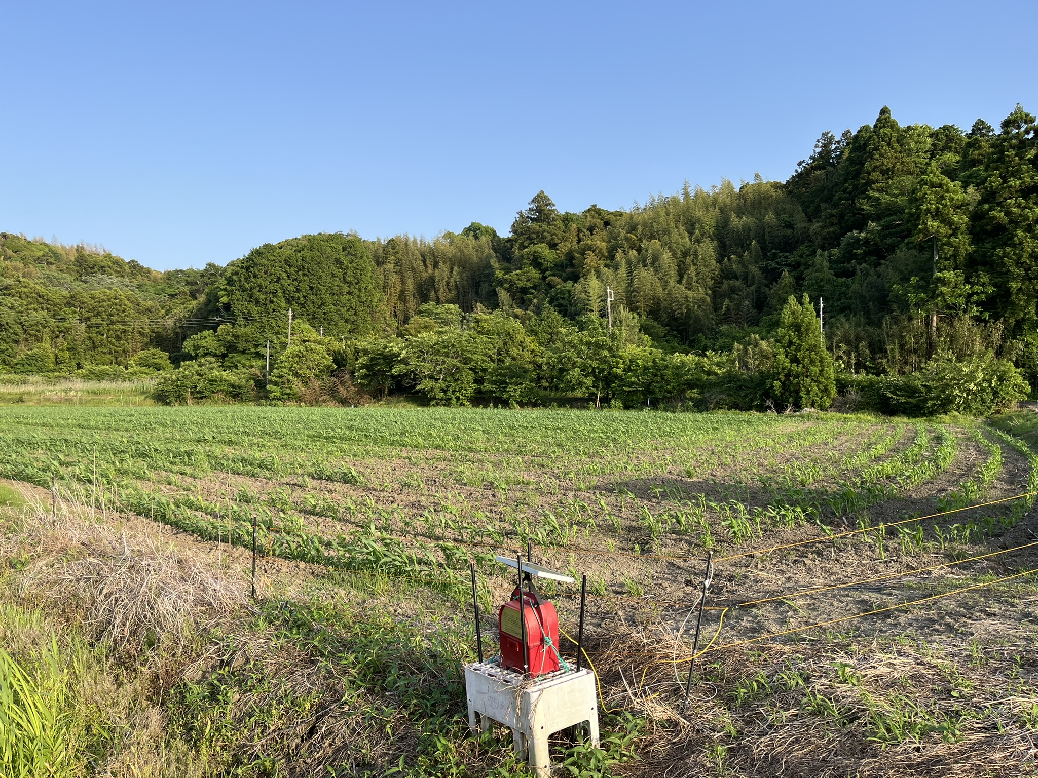 デントコーンやソルゴーが植えられている飼料畑。イノシシ除けの電柵が張られている