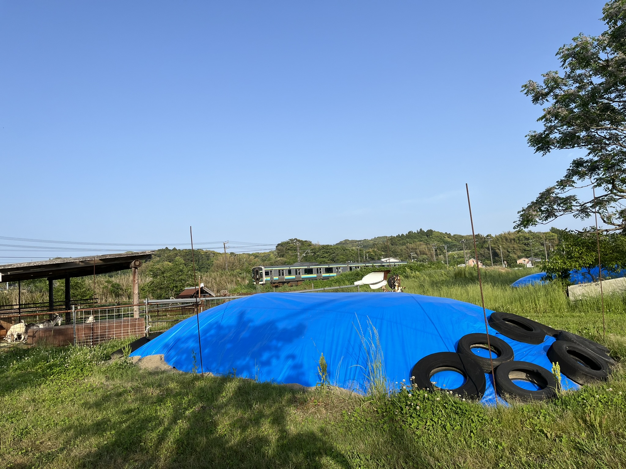 サイレージづくりに向けて、収穫されたデントコーンやソルゴーを発酵させる作業