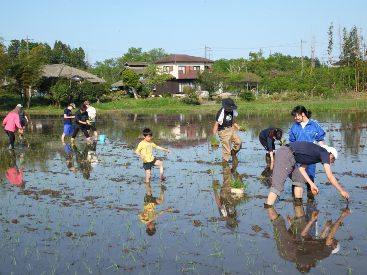 田植え