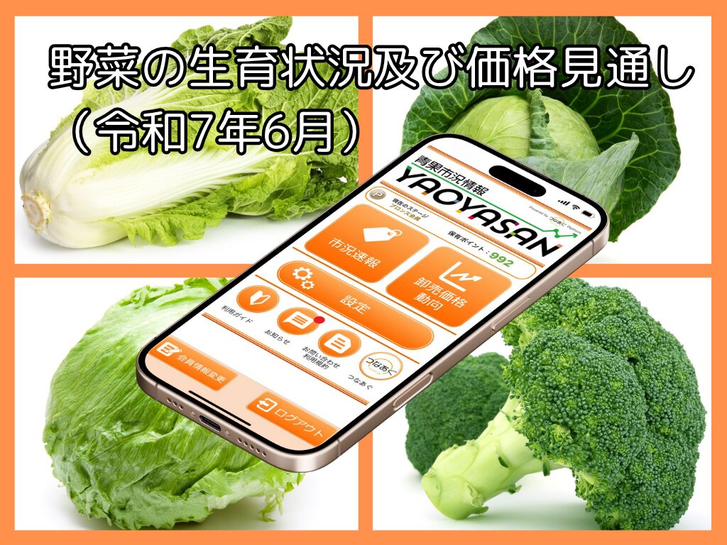 はくさい、キャベツ、レタス、ブロッコリーの価格に動きが！【青果市況情報アプリ「YAOYASAN」】