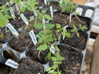 賃貸のベランダ菜園でオススメの作物ランキング【夏野菜編】 よく育った作物、育たなかった作物は？