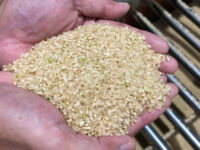 コメ作況指数の廃止に潜む論点　生産減を需要増にすり替える統計の見直し
