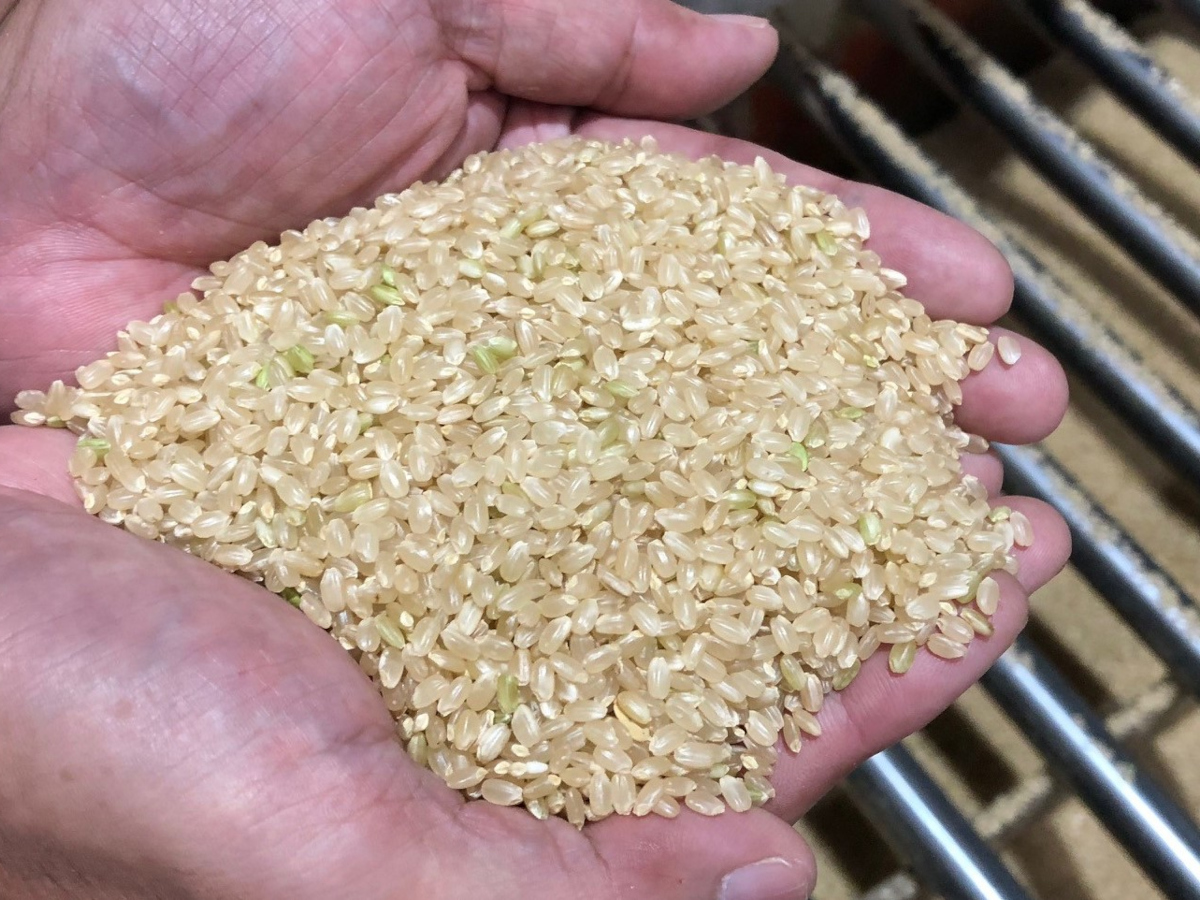 コメ作況指数の廃止に潜む論点　生産減を需要増にすり替える統計の見直し