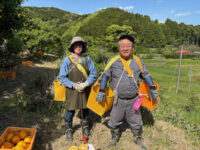 60代スタートでがっつり栽培のレモン農家　「体はキツいけど研究心がわく」
