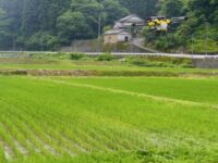 水を張らない稲栽培を実証 中部電力、作業量６割削減