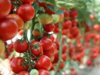 【千葉県旭市】 旭市で旬の野菜と園芸を学ぶ3泊4日の農業研修 2回目_WAGO Agri College参加者大募集！
