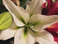 【千葉県旭市】 旭市で旬の野菜と園芸を学ぶ3泊4日の農業研修 3回目_WAGO Agri College参加者大募集！