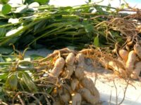 【千葉県匝瑳市】匝瑳市で園芸と野菜を学ぶ実践型農業研修 2回目_WAGO Agri College参加者大募集！