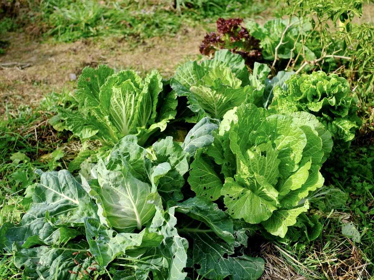 根こそぎ除草は必要ない!?　雑草にまつわる5つの誤解【畑は小さな大自然vol.114】