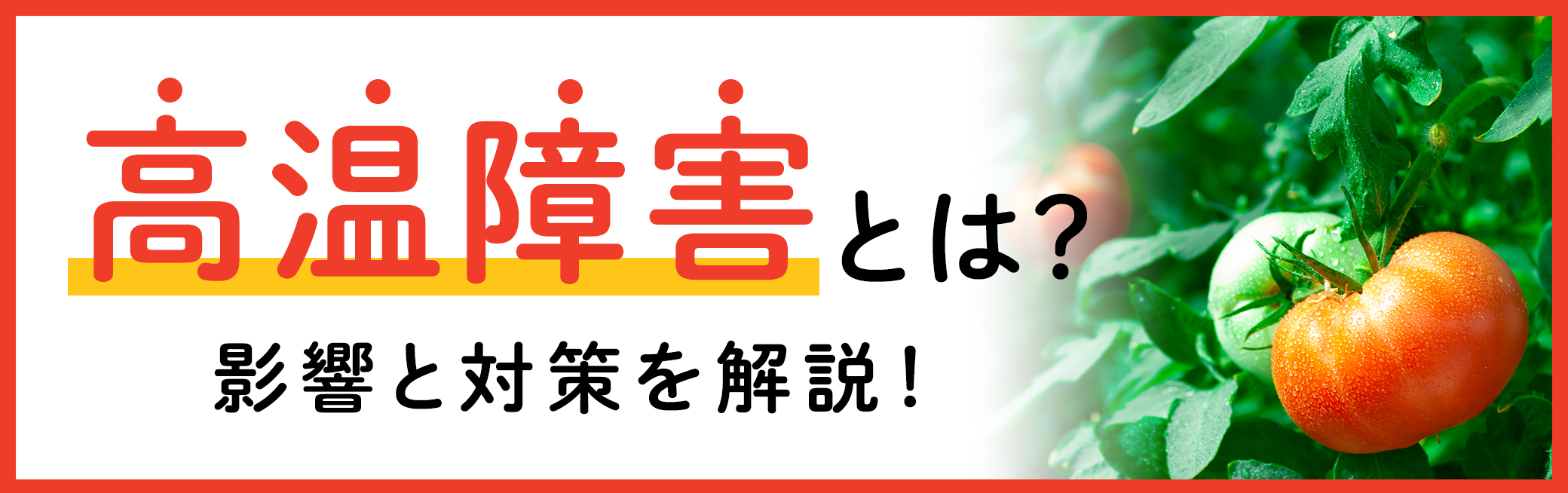 高温障害とは?原因と対策を解説!