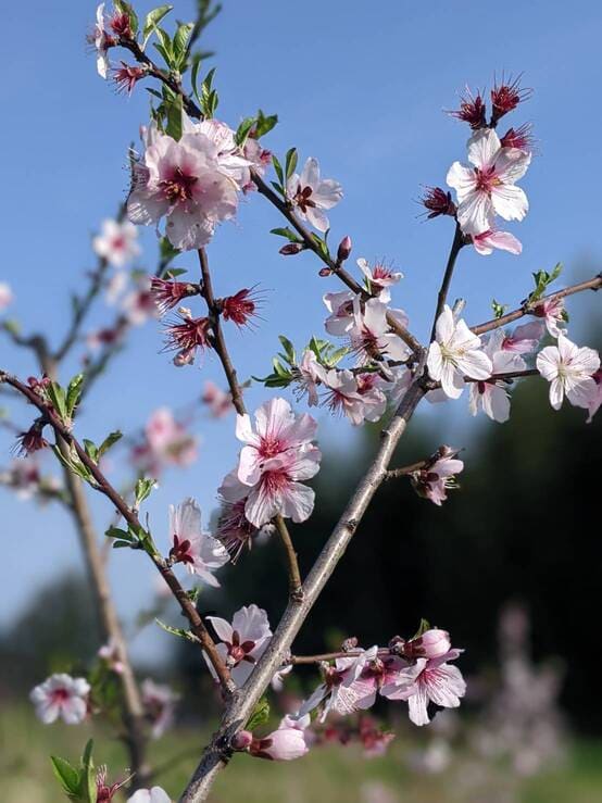 開花期を迎えたアーモンド