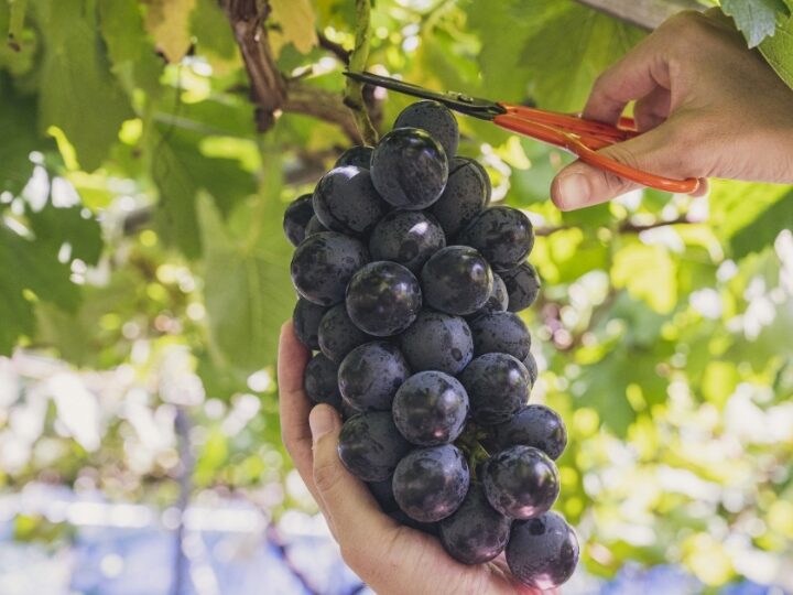 【千葉県匝瑳市】匝瑳市で園芸と野菜を学ぶ実践型農業研修 3回目_WAGO Agri College参加者大募集！
