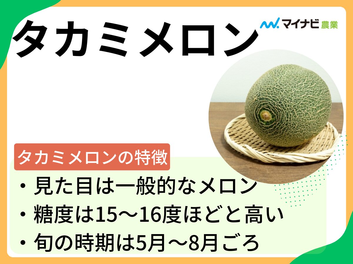 タカミメロンはどんなメロン？　旬の時期や栽培する方法も解説
