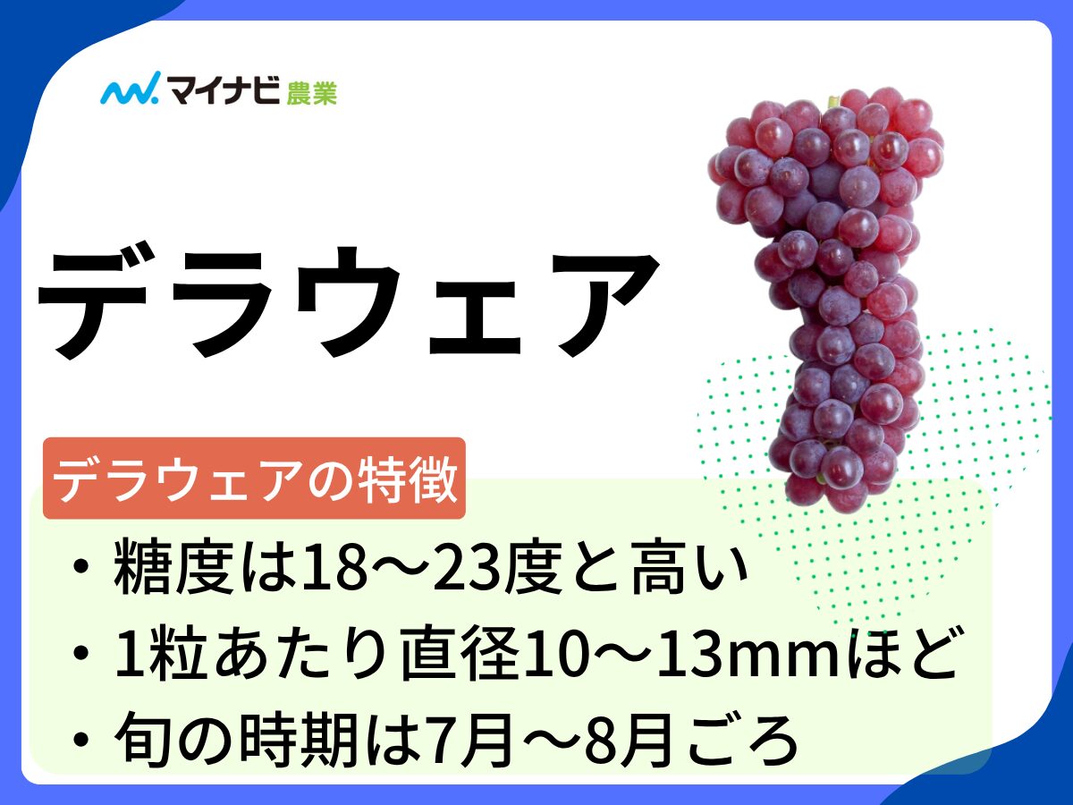 デラウェアはどんなブドウ？　旬の時期や選び方、栽培する方法も解説