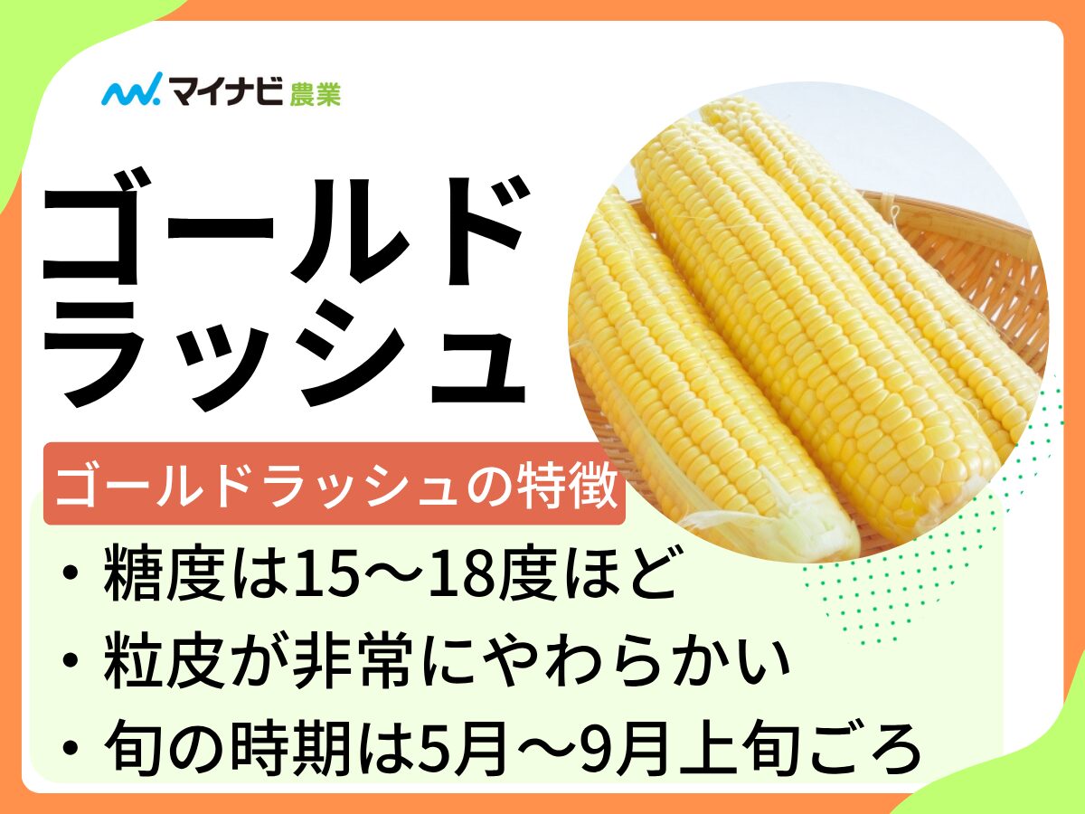 ゴールドラッシュはどんなトウモロコシ？　旬の時期や栽培する方法も解説