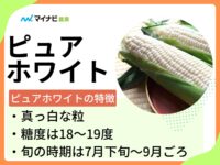ピュアホワイトはどんなトウモロコシ？　旬の時期や選び方のポイントも解説