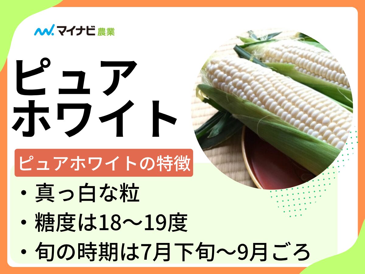 ピュアホワイトはどんなトウモロコシ？　旬の時期や選び方のポイントも解説