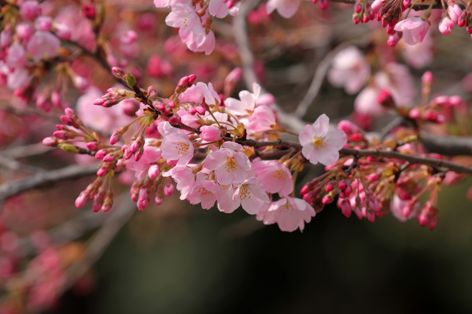 pixta_29434117_M