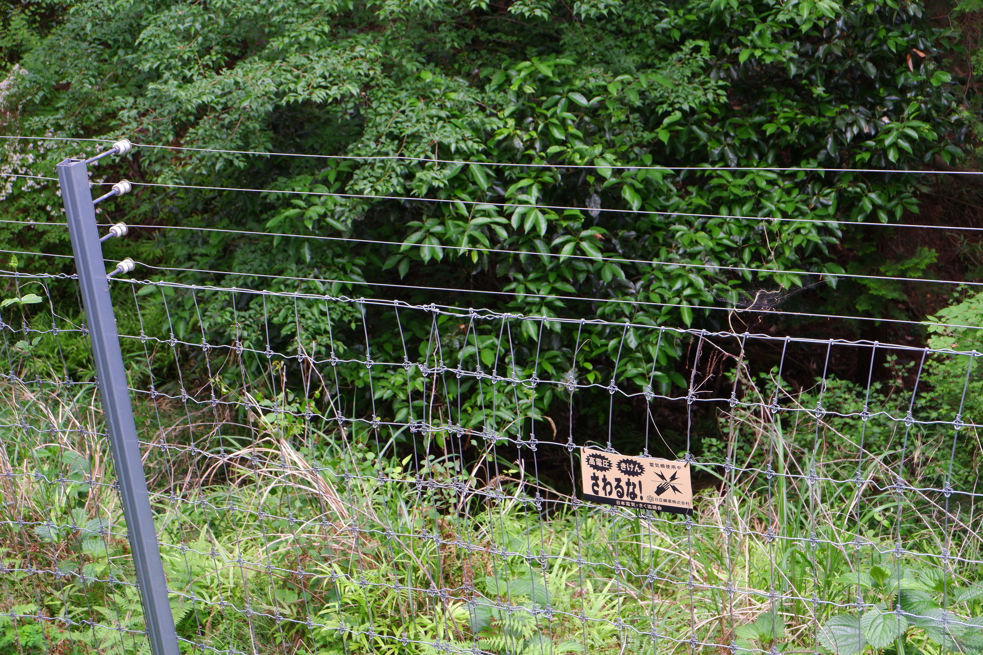 野生鳥獣