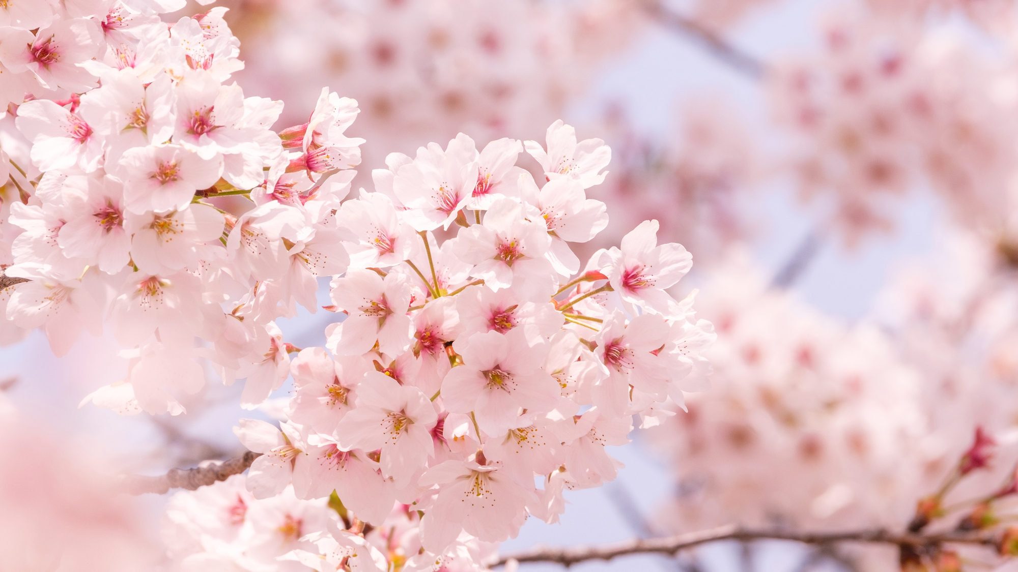 pixta_96864370_M