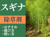 スギナに有効なおすすめ除草剤は？除草剤の選び方や正しい使い方も解説