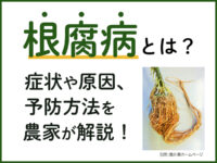 根腐病（ねぐされびょう）の症状や原因は？　予防方法や作物ごとの対策を農家が解説