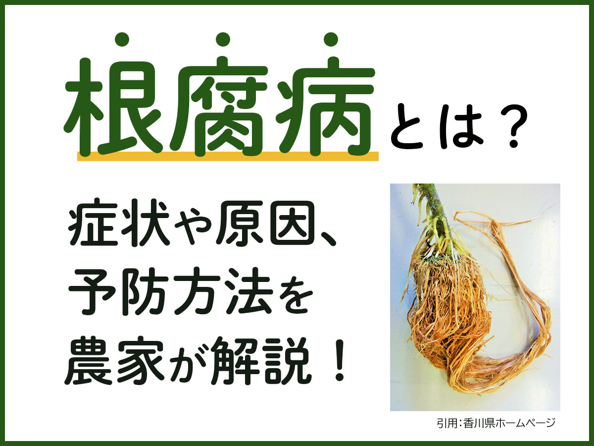 根腐病（ねぐされびょう）の症状や原因は？　予防方法や作物ごとの対策を農家が解説