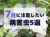 7月に注意したい病害虫5選　症状や対策を紹介！