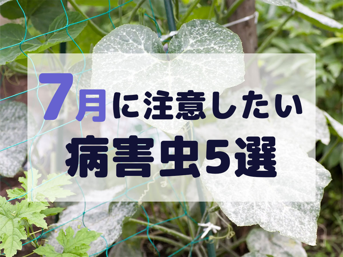 7月に注意したい病害虫5選　症状や対策を紹介！