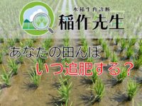 AI診断で栽培管理をサポート！今注目のスマホアプリ「稲作先生」