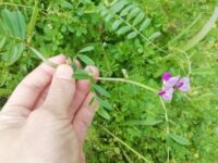 生えている雑草で土壌診断！　雑草が教えてくれる4つのこと【畑は小さな大自然vol.115】