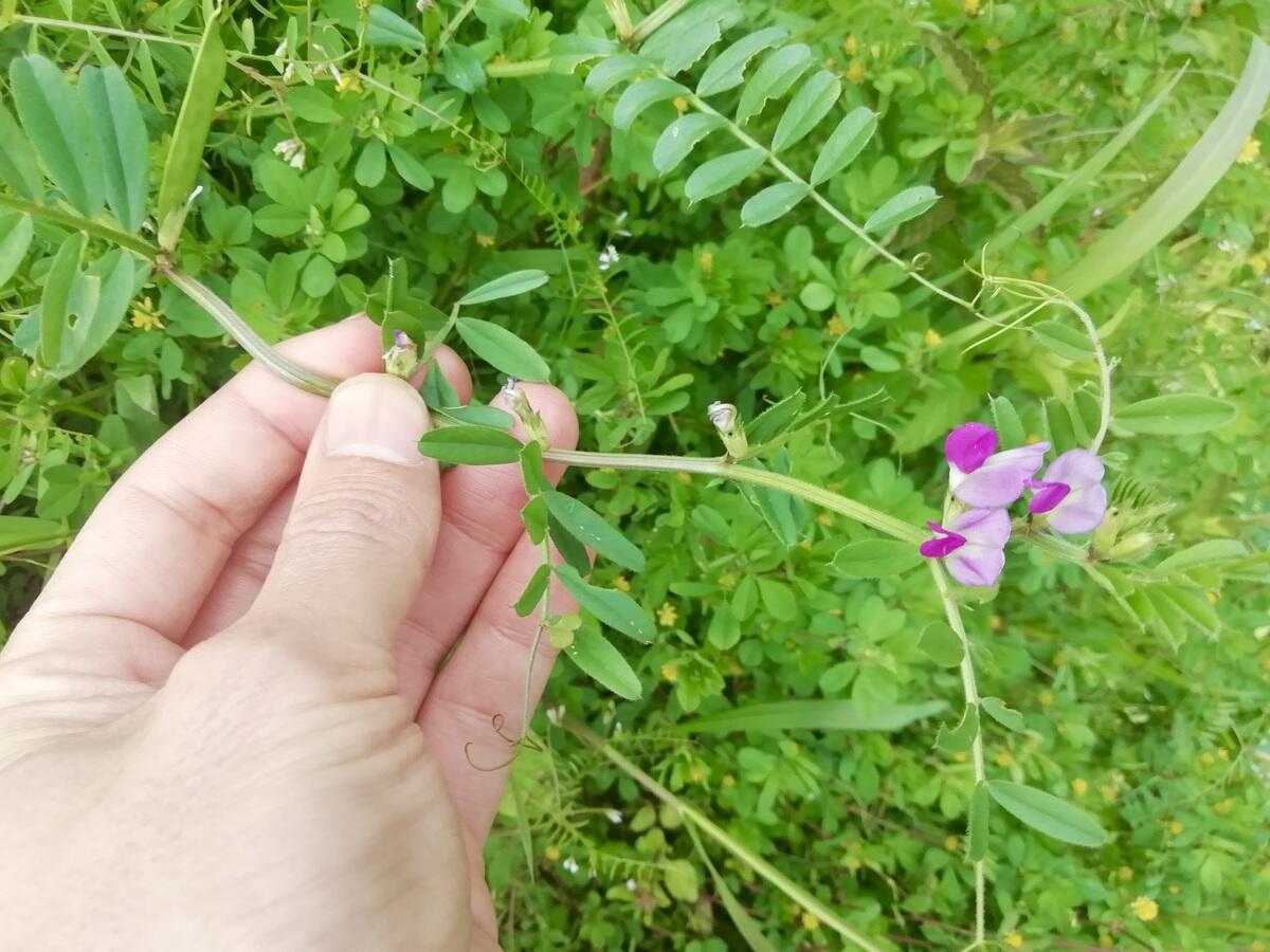 生えている雑草で土壌診断！　雑草が教えてくれる4つのこと【畑は小さな大自然vol.115】