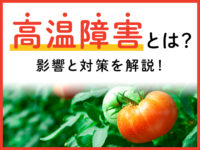 高温障害対策