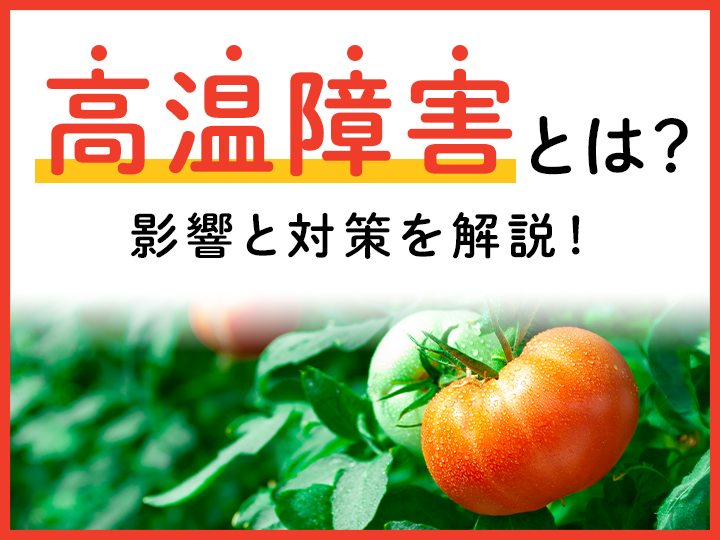 高温障害とは？　影響と対策を解説！