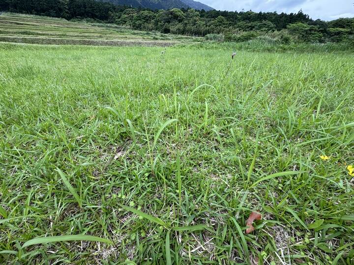 単一植生の畑