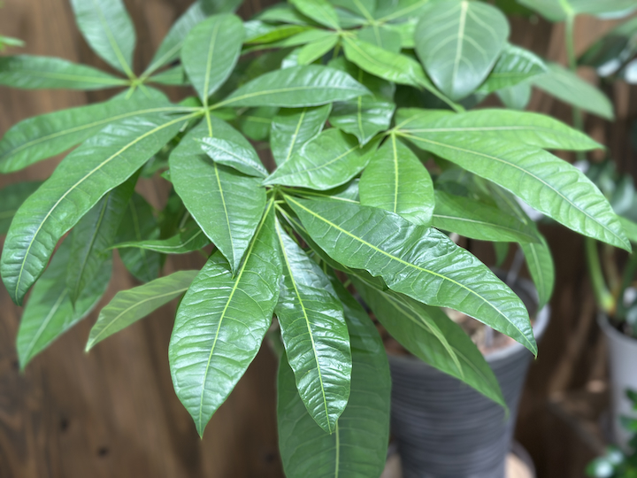 パキラをお部屋で上手に育てるコツ。剪定のポイントや植え替えの注意点などを愛好家が解説