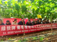 中国のブドウ研修に参加！　現地で見聞きしたブドウ栽培の“リアル”をレポート