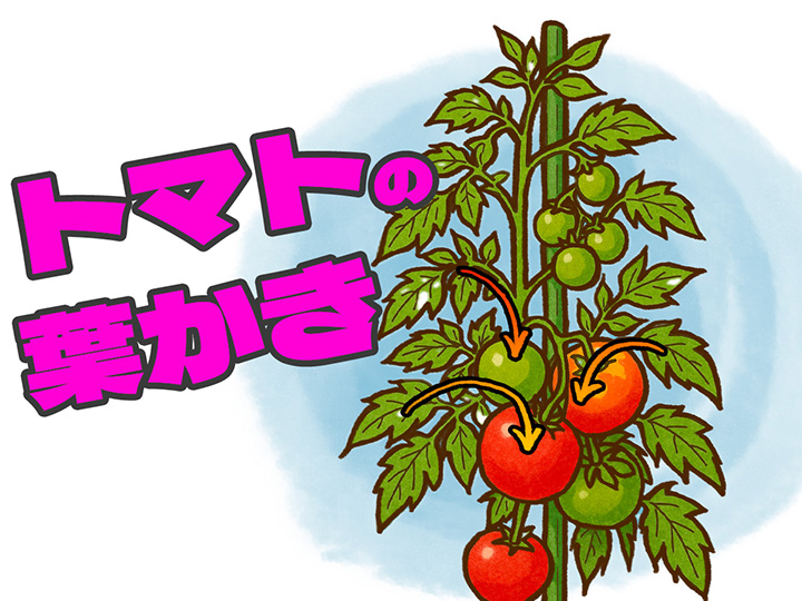 トマトの葉っぱ、まだ切ってないの!?　初心者でもわかる、トマト株という名の小さな会社の経営術