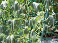 立枯病（たちがれびょう）の症状や原因は？　予防方法や作物ごとの対策を農家が解説