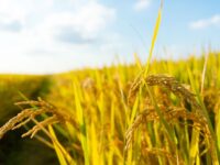 未来の食卓を守る。日本が直面する食料安全保障の課題と可能性をわ分りやすく解説
