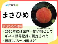 まさひめってどんな桃？　特徴や旬の時期、購入方法、栽培方法まで解説