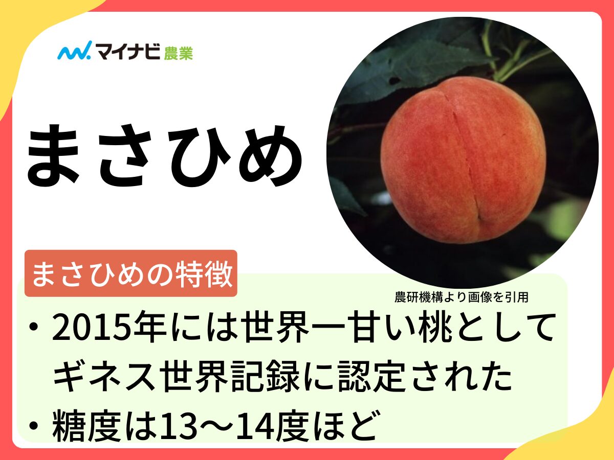 まさひめってどんな桃？　特徴や旬の時期、購入方法、栽培方法まで解説