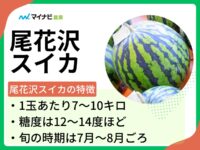 尾花沢スイカはどんなスイカ？　旬の時期や選び方、栽培方法も解説
