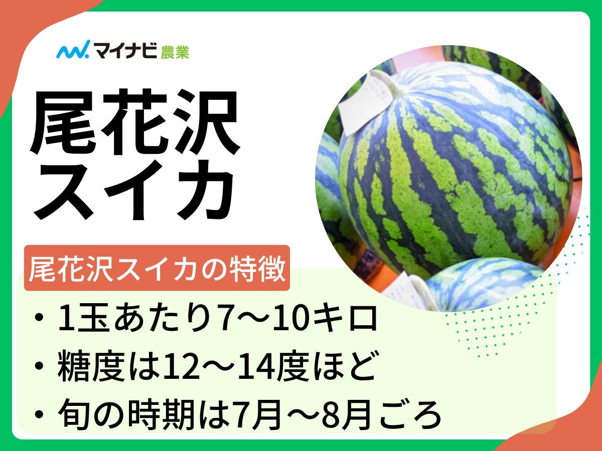 尾花沢スイカはどんなスイカ？　旬の時期や選び方、栽培方法も解説
