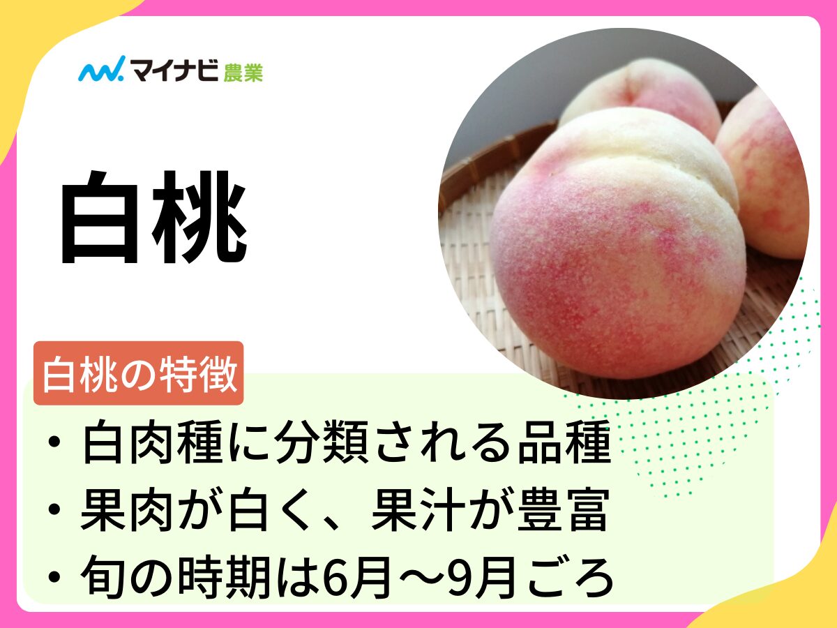 白桃とは？　品種や旬の時期、選び方、栽培方法まで解説
