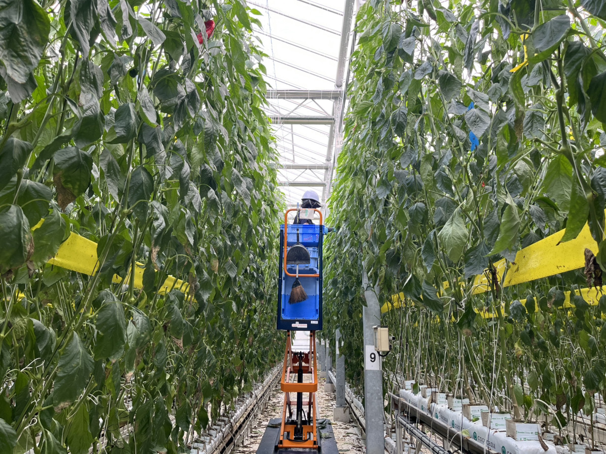 「農業はもうからない」を覆す 証券会社が実践する新しい農業の勝ち筋 「農業はもうからない」を覆す 証券会社が実践する新しい農業の勝ち筋